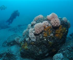 The Pines Dive Site - Mackay Tourism 2