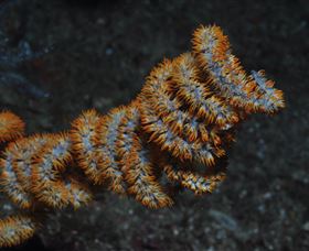 Gotham City Dive Site - Mackay Tourism 1