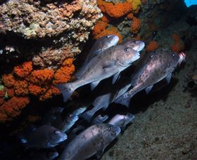 Gotham City Dive Site - Mackay Tourism 3