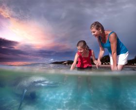 Tangalooma Dolphin Feeding - Mackay Tourism 0
