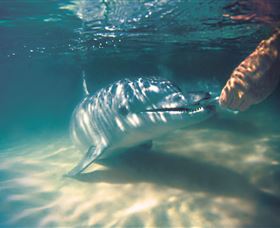 Tangalooma Dolphin Feeding - Mackay Tourism 1