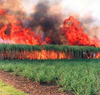 Reeves Family Sugar Cane Farm - Mackay Tourism