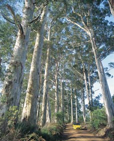 The Great Forest Trees Drive - Mackay Tourism 0