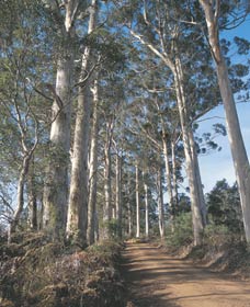 The Great Forest Trees Drive - Mackay Tourism 1