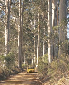 The Great Forest Trees Drive - Mackay Tourism 2