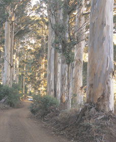 The Great Forest Trees Drive - Mackay Tourism 3