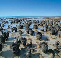 Hamelin Pool Stromatolites - Mackay Tourism