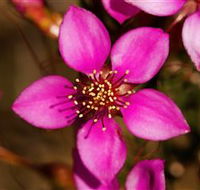 Flora - Mackay Tourism