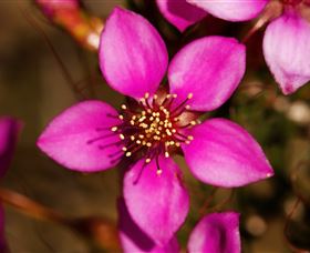 Flora - Mackay Tourism 0