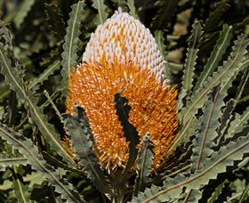 Flora - Mackay Tourism 2
