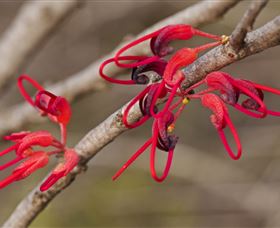 Flora - Mackay Tourism 3