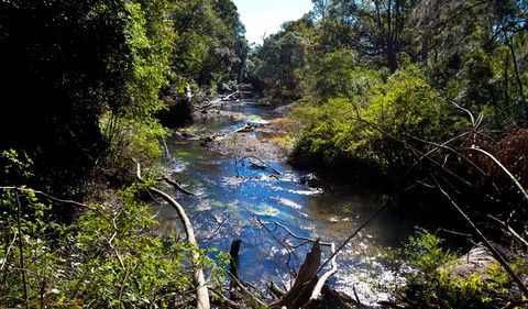 Rainforest Walk - Mackay Tourism 2