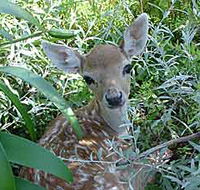 Mesopotamia Lodge Deer Park - Mackay Tourism
