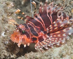 The Seaway Dive Site - Mackay Tourism 0