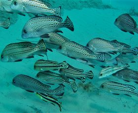 The Seaway Dive Site - Mackay Tourism 3