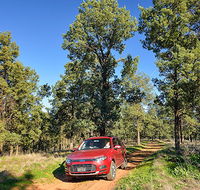Wallingat Forest drive - Mackay Tourism