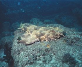 Scottish Prince Dive Site - Mackay Tourism 0