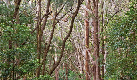 Ulidarra National Park - Mackay Tourism 1