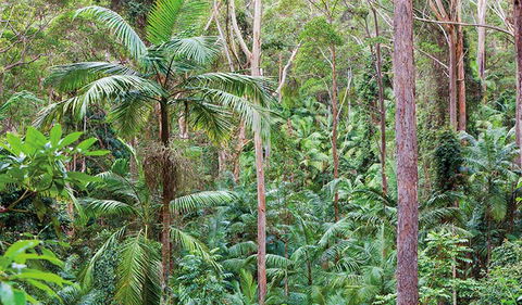 Ulidarra National Park - Mackay Tourism 3