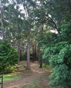 Orara East State Forest - Mackay Tourism 1