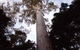 Orara East State Forest - thumb 3