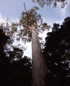 Orara East State Forest - Mackay Tourism 3