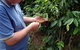Wombah Coffee Plantation - thumb 0