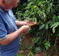 Wombah Coffee Plantation - Mackay Tourism