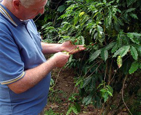 Wombah Coffee Plantation - Mackay Tourism 0