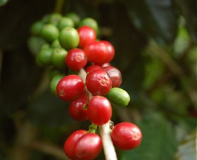 Wombah Coffee Plantation - Mackay Tourism 2