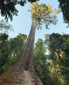 Burrawan State Forest - Mackay Tourism 1
