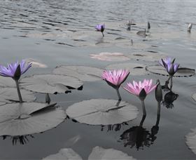 Abundance Lifestyle And Garden - Mackay Tourism 8