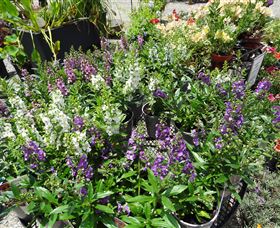 Abundance Lifestyle And Garden - Mackay Tourism 7