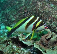 Palm Beach Reef Dive Site - Mackay Tourism