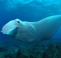 Manta Bommie Dive Site - Mackay Tourism