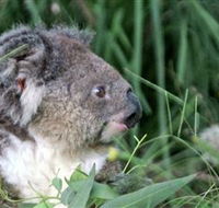 Koala Hospital - Mackay Tourism