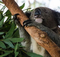 Macquarie Nature Reserve - Mackay Tourism