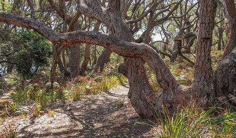 Middle Lagoon Walking Track - Mackay Tourism 2