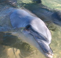 Dolphins of Monkey Mia - Mackay Tourism