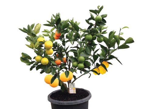 Fruit Salad Tree Company - Mackay Tourism 3