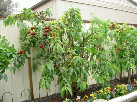 Fruit Salad Tree Company - Mackay Tourism 4
