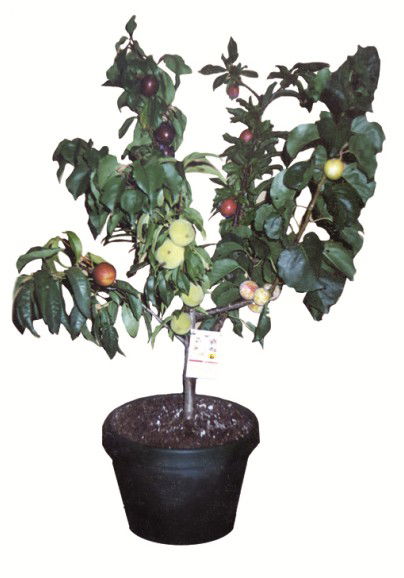 Fruit Salad Tree Company - Mackay Tourism 5