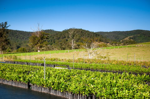 Fruit Salad Tree Company - Mackay Tourism 6