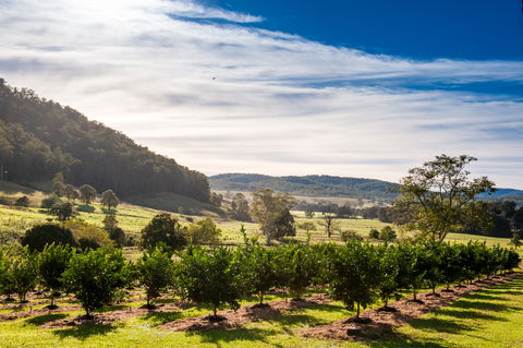 Fruit Salad Tree Company - Mackay Tourism 7