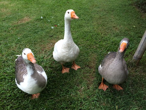 Djanbung Permaculture Gardens - Mackay Tourism 6