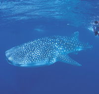 Ningaloo Reef - Mackay Tourism