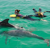 Rockingham Wild Encounters - Swim with Wild Dolphins - Mackay Tourism