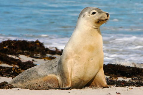 Kangaroo Island Odysseys - Mackay Tourism 15