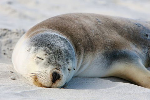 Kangaroo Island Odysseys - Mackay Tourism 19