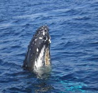 Jervis Bay Whales - Mackay Tourism